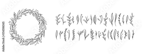 set collection plants leave hand drawn vector. Drawing beautiful creeper leaves, decorative set	