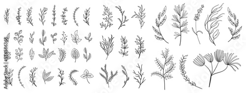 Fotografiet set collection plants leave hand draw vector