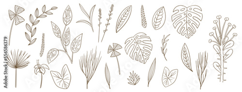 set collection plants leave hand drawn vector. Drawing beautiful creeper leaves, decorative color set