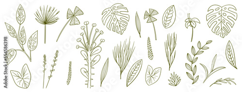 set collection plants leave hand draw vector. Drawing beautiful creeper leaves, decorative color set