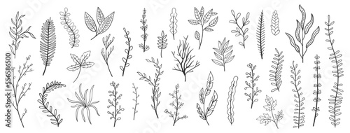 set collection plants leave hand draw vector. Drawing beautiful creeper leaves, decorative set	