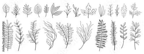 set collection plants leave hand draw vector. Drawing beautiful creeper leaves, decorative set	