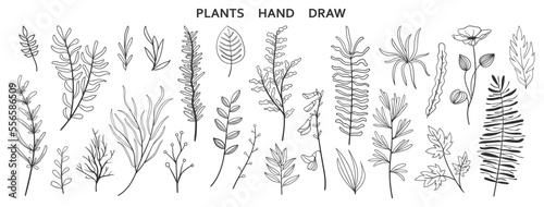 set collection plants leave hand drawn vector. Drawing beautiful creeper leaves, decorative set	