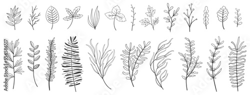 set collection plants leave hand drawn vector. Drawing beautiful creeper leaves, decorative set 