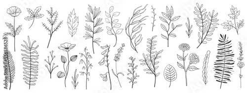 set collection plants leave hand drawn vector. Drawing beautiful creeper leaves, decorative set	
