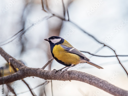 Cute bird Great tit, songbird sitting on the branch with blured background © Dmitrii Potashkin