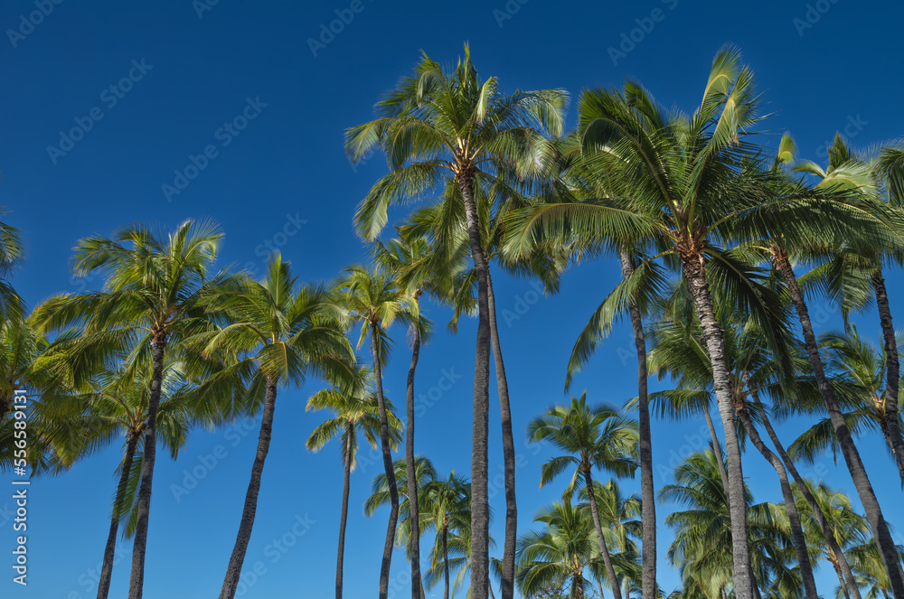 Tall Coconut Palm Tree Grove Under Blue Sky in Hawaii. Tall Coconut Palm Tree Grove Under Blue Sky in Hawaii.