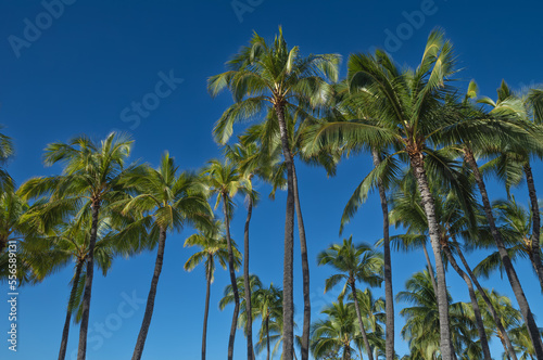 Tall Coconut Palm Tree Grove Under Blue Sky in Hawaii.