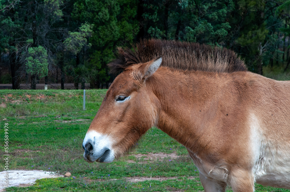 Dubbo Australia, profile of a przewalski's horse known as Mongolian wild horse or Dzungarian horse, is a rare and endangered horse Dubbo Australia, profile of a przewalski's horse known as Mongolian wild horse or Dzungarian horse, is a rare and endangered horse