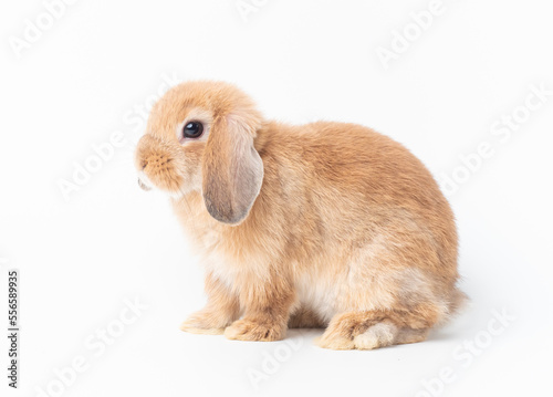 Orange baby holland lop rabbit sitting on white background. Side view of holland lop rabbit.