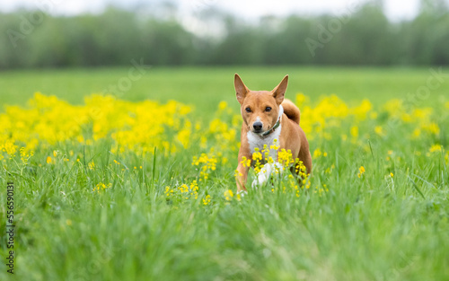 Fototapeta Naklejka Na Ścianę i Meble -  Basenji dog runs in tall grass in a field on a green lawn with yellow flowers