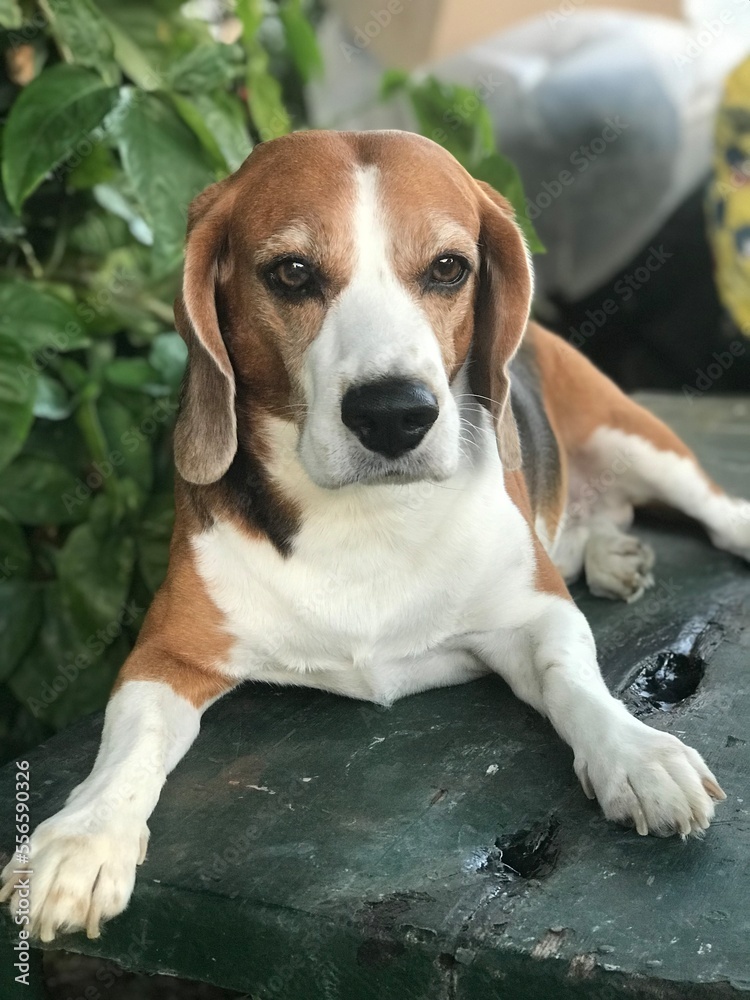 beagle photo shoot