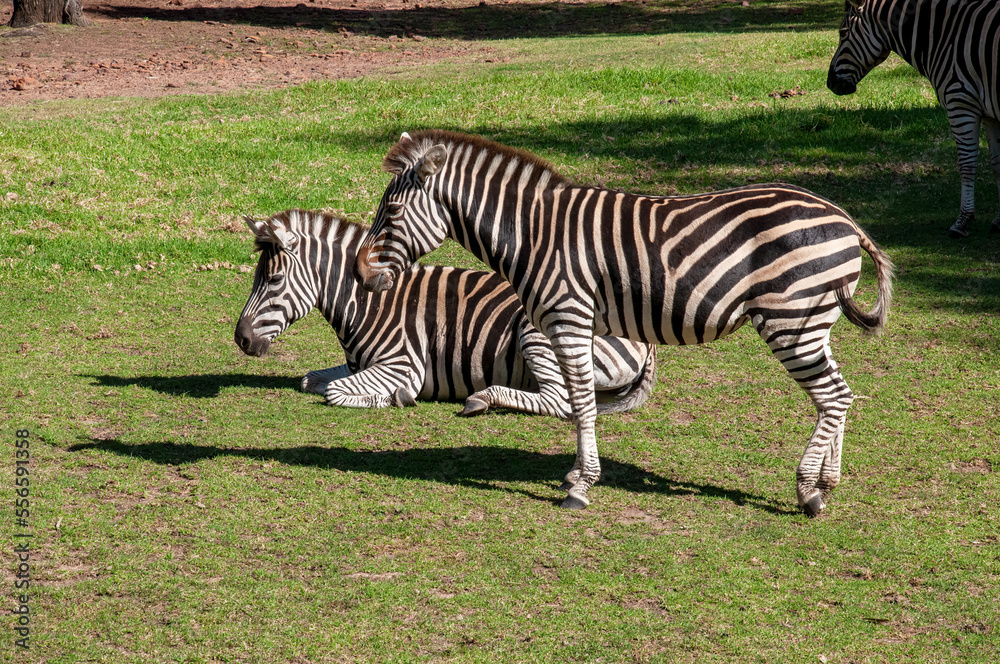 Dubbo Australia, two plains zebra in sunshine Dubbo Australia, two plains zebra in sunshine