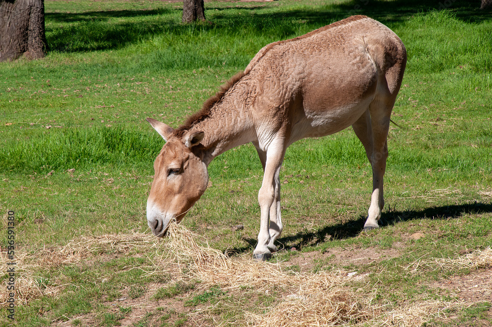 Dubbo Australia, endangered persian onager also called the Persian wild ass or Persian zebra, is native to Iran. Dubbo Australia, endangered persian onager also called the Persian wild ass or Persian zebra, is native to Iran.