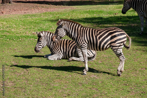 Dubbo Australia  two plains zebra in sunshine
