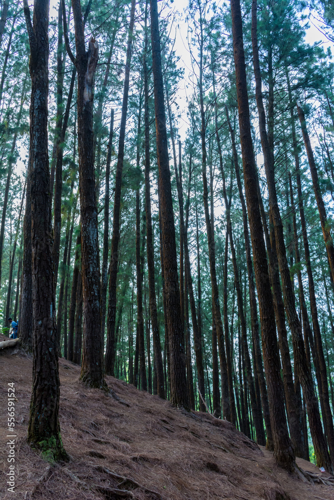 Obraz premium View of vagamon pine forest