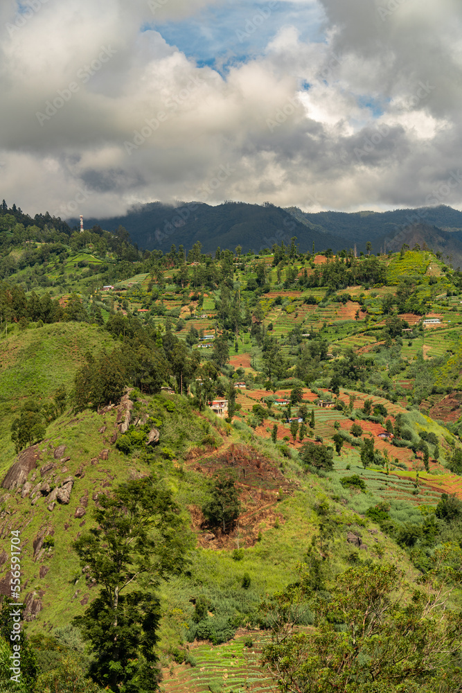 beautiful tea plantations in the mountains. Sri Lanka
