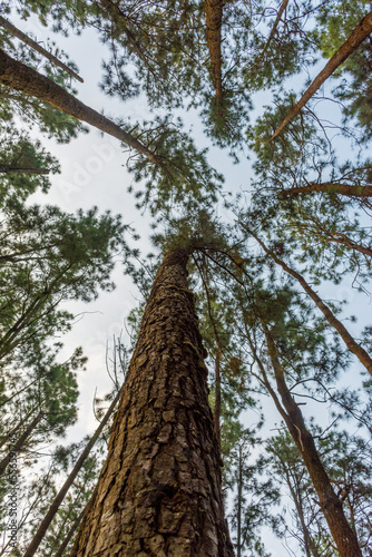 View of vagamon pine forest © Naushad
