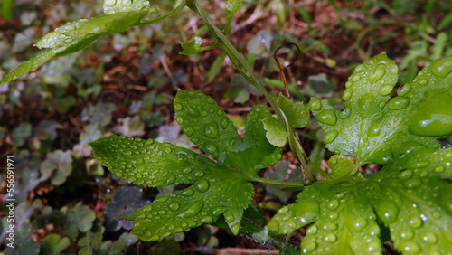 Bright green leaves with dew drops like wet after rain. Rich green plants with raindrops with natural Background green textured plants in weather after rain. stock photo (Lygodium Paltamum)