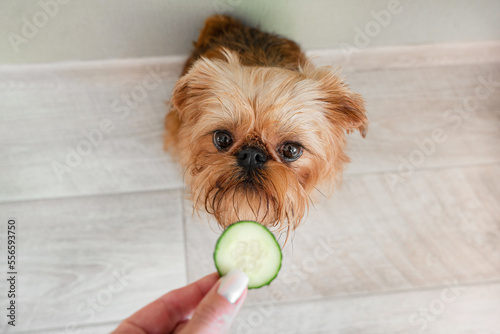 The owner feeds the Brussels Griffon dog with a cucumber