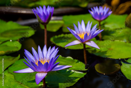 purple water lotus