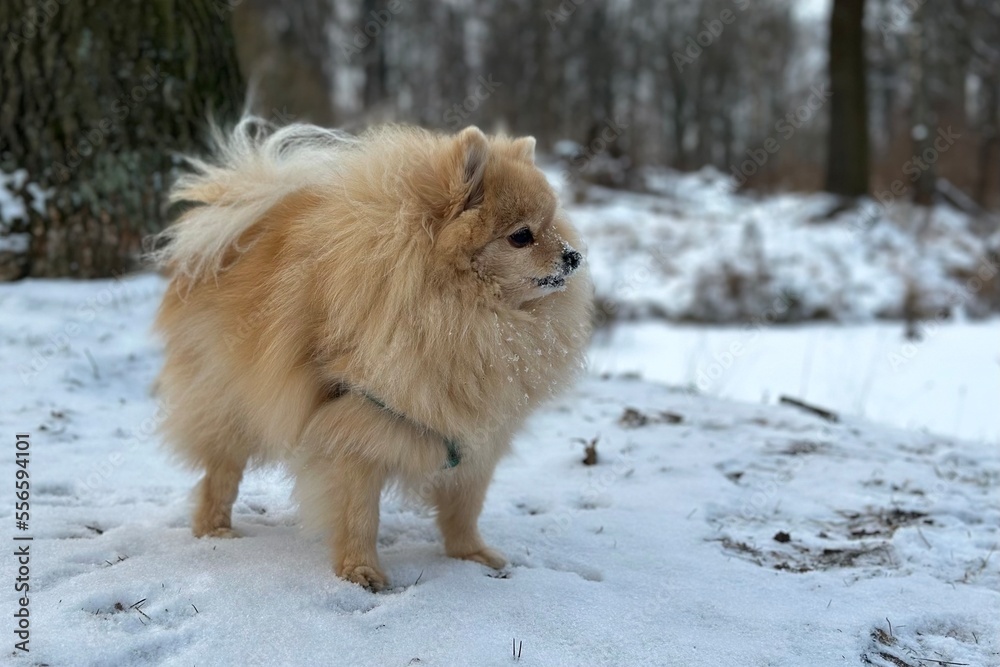 Pomeranian Spitz dog, cute puppy on white snow background walking at snowy weather 