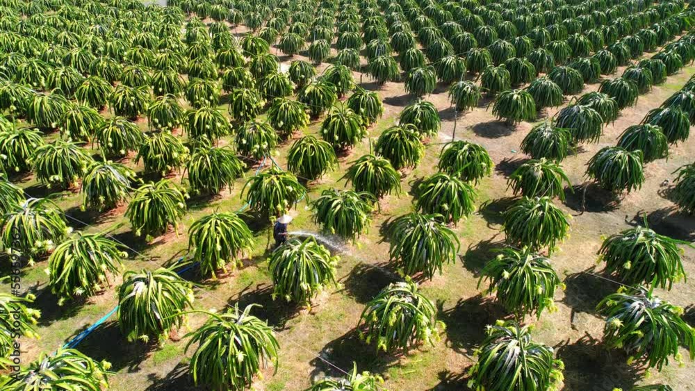 Aerial view of dragon fruit garden in organic farm. Dragon fruit blooms in 4 days if pollination will pass and the left, this is the kind of sun-loving plant grown in the appropriate heat Aerial view of dragon fruit garden in organic farm. Dragon fruit blooms in 4 days if pollination will pass and the left, this is the kind of sun-loving plant grown in the appropriate heat