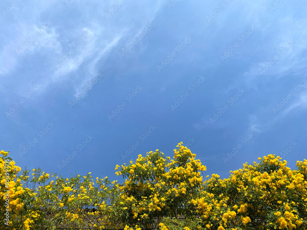 Obraz premium Yellow flowers on blue sky background