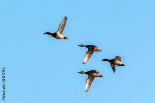 duck in flight , duck flying in the blue sky 