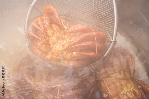 毛ガニ茹で上げ