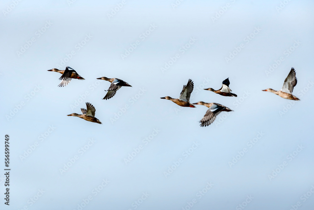 ducks in flight , duck flying in the blue sky 