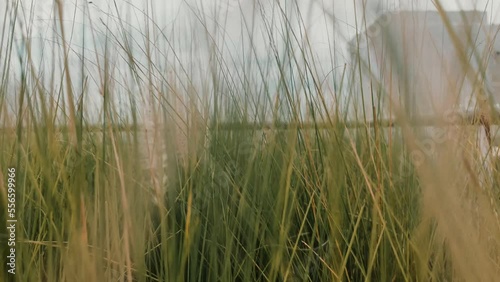 Through The Long Hay Grass  CC 03 4K photo