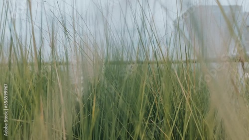 Through The Long Hay Grass  CC 02 4K photo