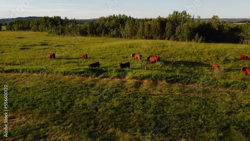 Cows grazing at a green field approached Alberta Canada photo