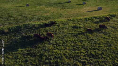 Cows grazing at a green field circled Alberta Canada photo