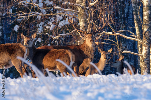 A group of deer in a winter forest in the rays of sunset. Portrait of deer in the wild. Close-up