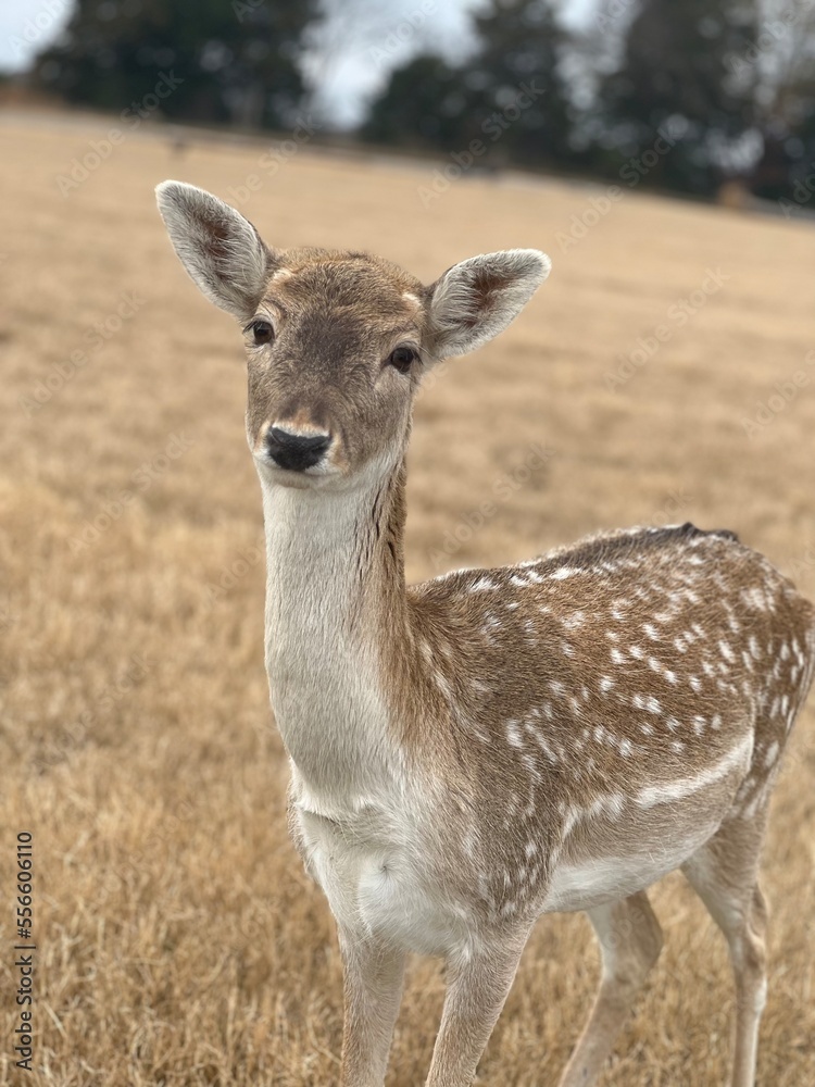 white deer white deer