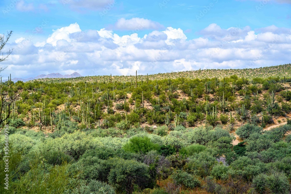 An overlooking view in Catalina SP, Arizona