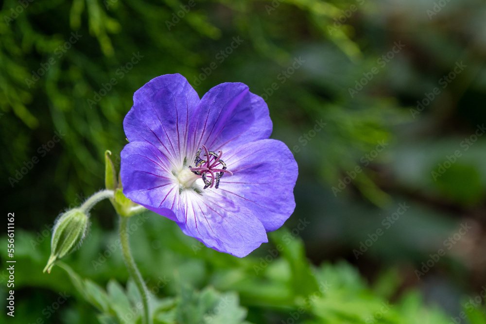 Meadow crane's-bill cranesbill geranium flower plant in bloom in the garden Meadow crane's-bill cranesbill geranium flower plant in bloom in the garden