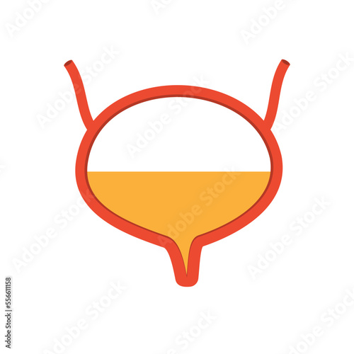 Bladder. Human internal organs, vector illustration