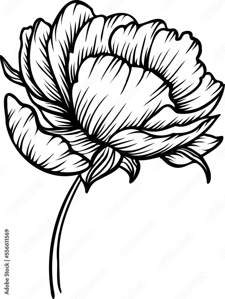 Linear peony flower. Hand drawn illustration. This art is perfect for invitation cards, spring and summer decor, greeting cards, posters, scrapbooking, print, etc. Linear peony flower. Hand drawn illustration. This art is perfect for invitation cards, spring and summer decor, greeting cards, posters, scrapbooking, print, etc.