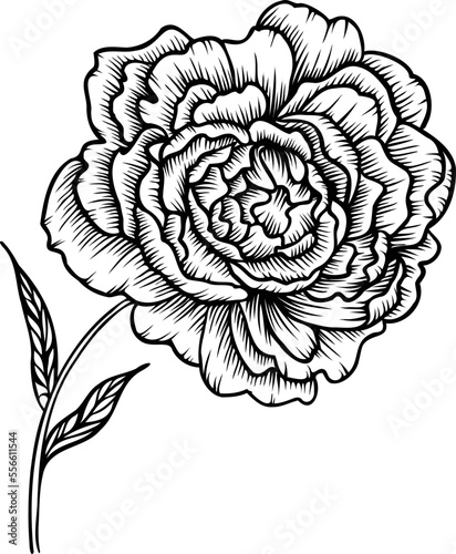 Linear peony flower. Hand drawn illustration. This art is perfect for invitation cards, spring and summer decor, greeting cards, posters, scrapbooking, print, etc.