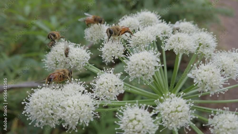 Bees and flies resting on a white flowers Rockies Kananaskis Alberta Canada
