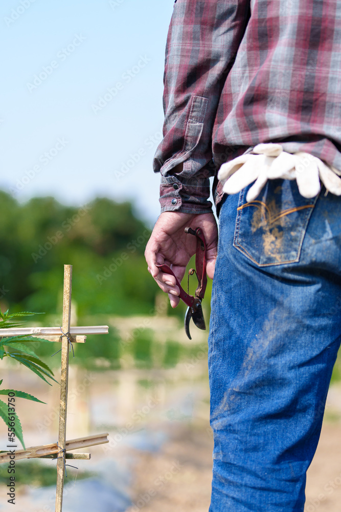 Backyard marijuana grower trimming off water leaves to encourage the plant to bud Backyard marijuana grower trimming off water leaves to encourage the plant to bud