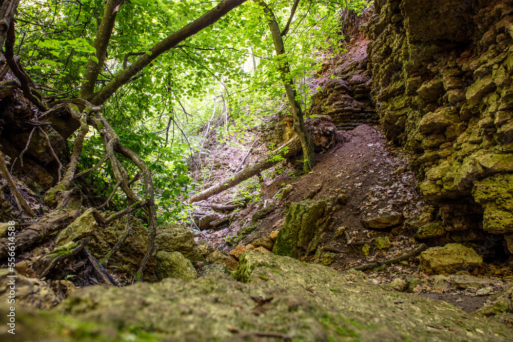 Rock formation in the forest in nature Rock formation in the forest in nature