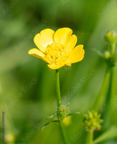 Small yellow flowers in the grass in summer.