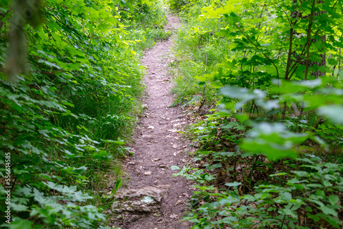 Path near the forest in nature