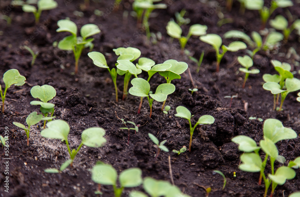 Radish sprouts break through the ground in spring. Radish sprouts break through the ground in spring.