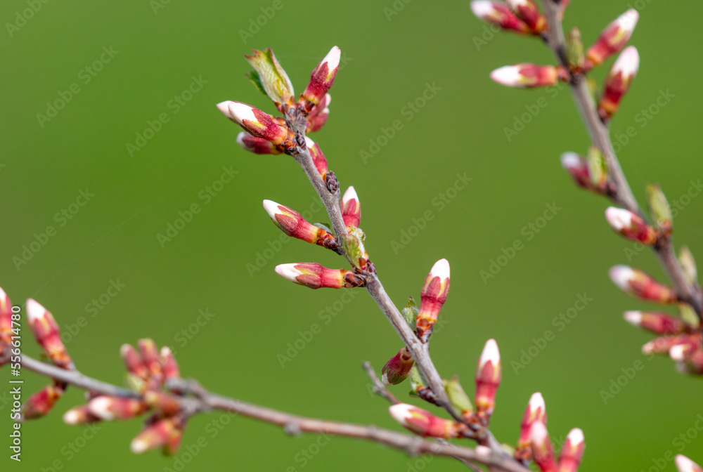 Closed flowers in buds on a cherry tree in spring. Closed flowers in buds on a cherry tree in spring.