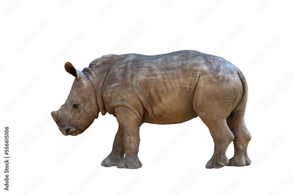 Naklejka premium Baby white rhinoceros isolated on transparent background png file
